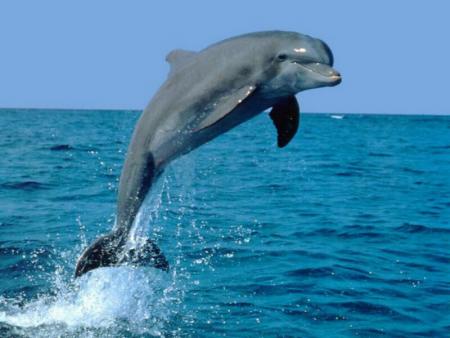 le dauphin sur un rivage lointain