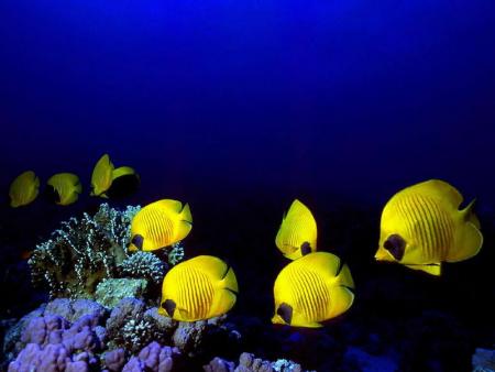 les poisson jaune dans la mer