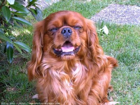 mon chien et trop mimi